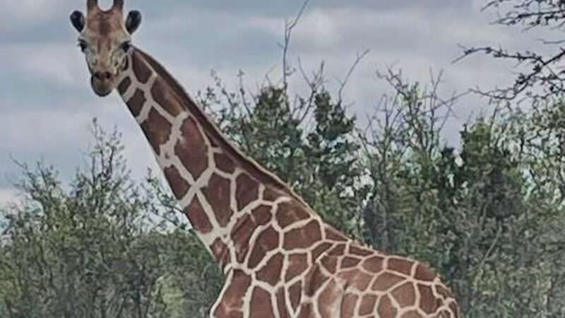 Gracie the giraffe still missing nearly two weeks after escape from Texas ranch